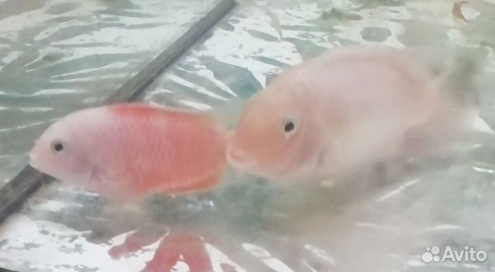 Аквариумные рыбки