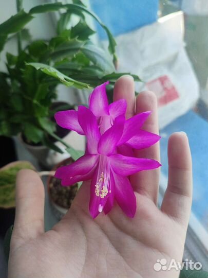 Декабрист шлюмбергера розовый