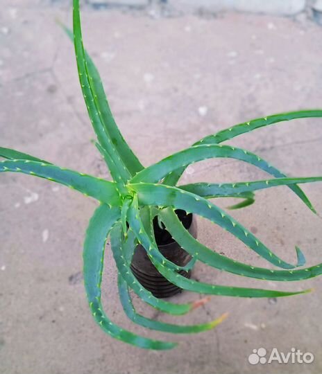 Алоэ (древовидный)