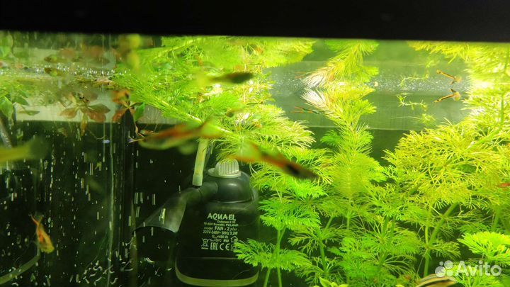 Обмен гуппями или креветками. Только обмен