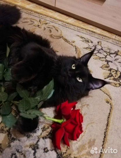 Вязка с крупным мейн-куном чемпионом