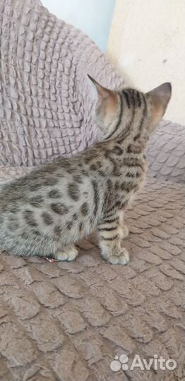 Бенгальские котята