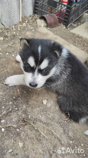 Щенки Лайки