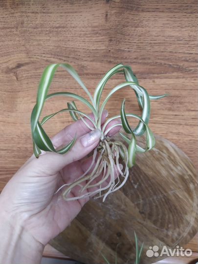 Хлорофитум кудрявый, детки