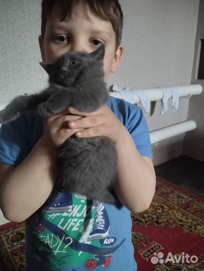 Кошки в добрые руки бесплатно