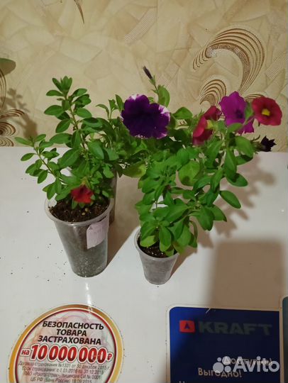 Петуния