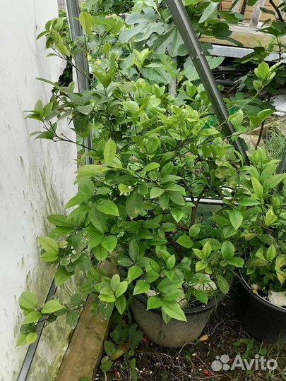 Лимон Мейера