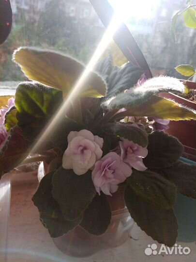 Сенполия (фиалка)