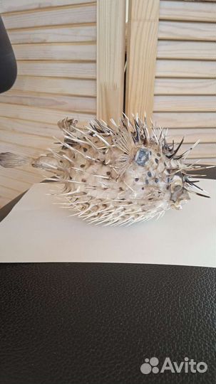 Чучело -Рыбы иглобрюх