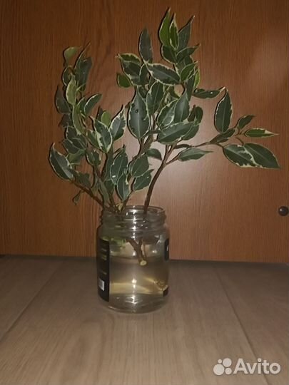 Фикус бенджамина