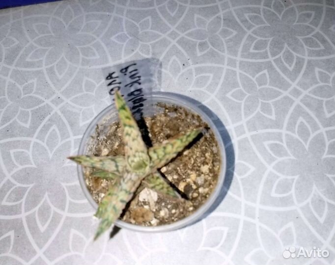 Комнатные растения секкуленты,крассула