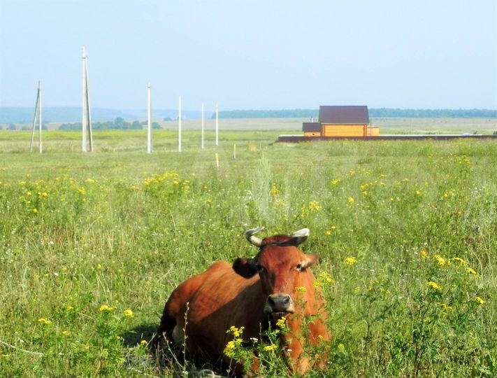 Участок 10 сот. (ИЖС)