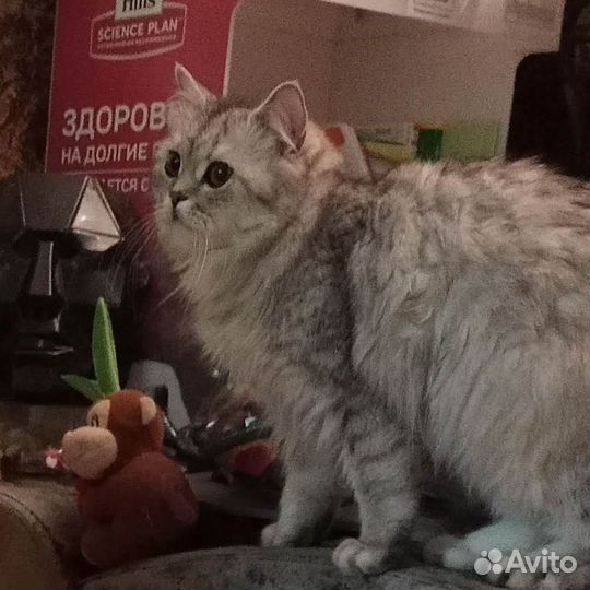 Британская серебристая шиншилла бесплатно