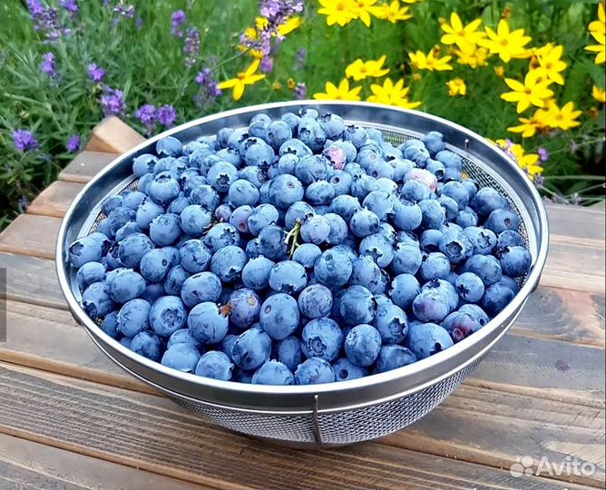 Саженцы голубики