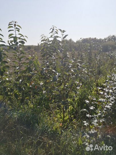 Саженцы яблони, вишни, груши