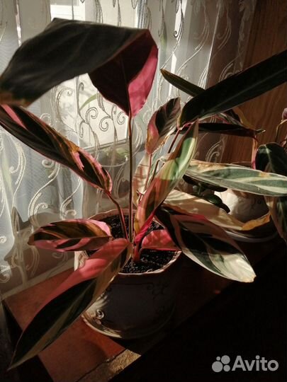 Комнатные цветы