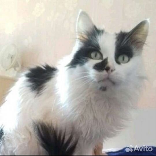 Старички котики ищут помощь и приют