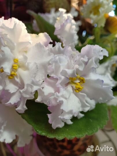 Фиалка белая сорт Айсберг