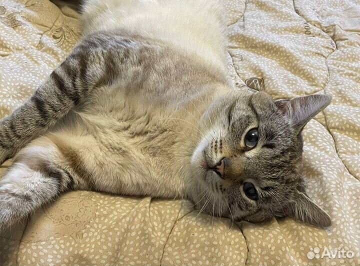 Ищем хозяев коту