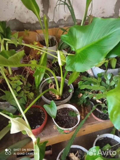 Цветы Каллы