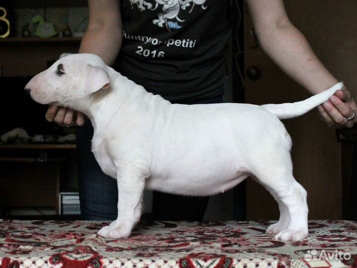 Щенки стандартного бультерьера