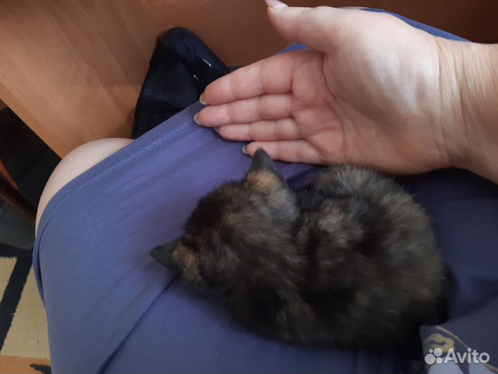 Отдам котенка в добрые руки