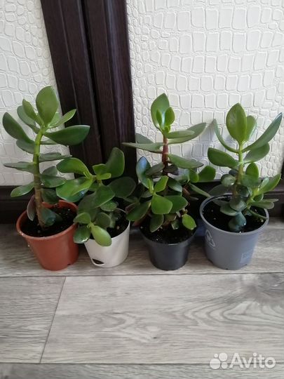 Денежное дерево