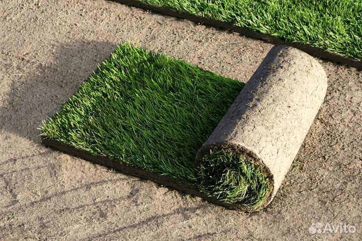 Рулонный газон / газон под ключ