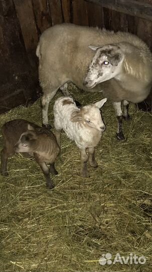 Катумские овцы,ярки, овцематки
