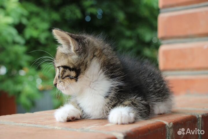 Котята в дар