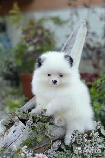 Эксклюзивчики