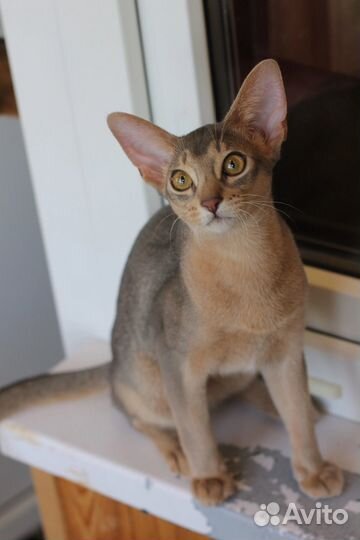 Абиссинский котенок мальчик голубой супер