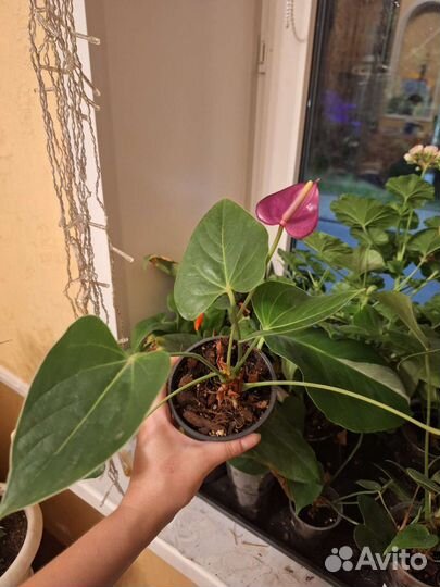 Фиолетовый антуриум