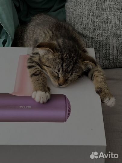 Котик в добрые руки