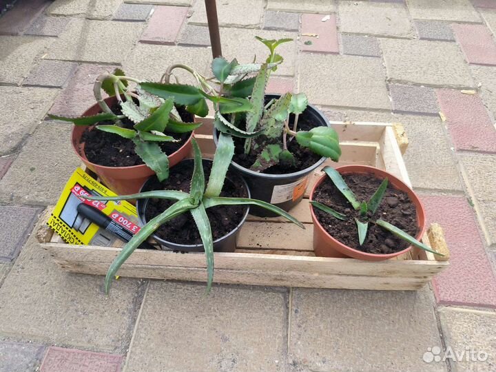 Гиппиаструм и каланхое