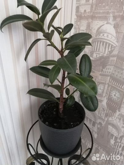 Комнатные растения цветы