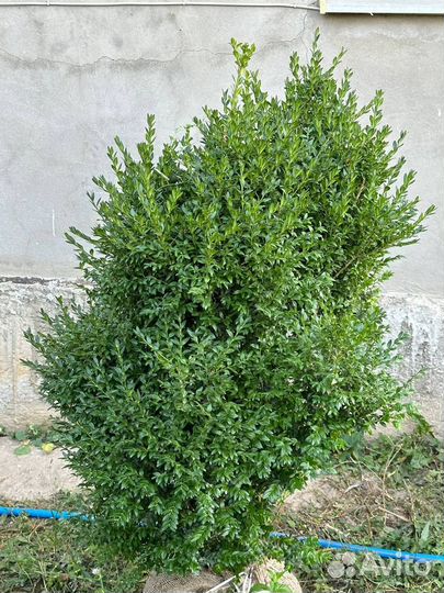 Самшит вечнозеленый