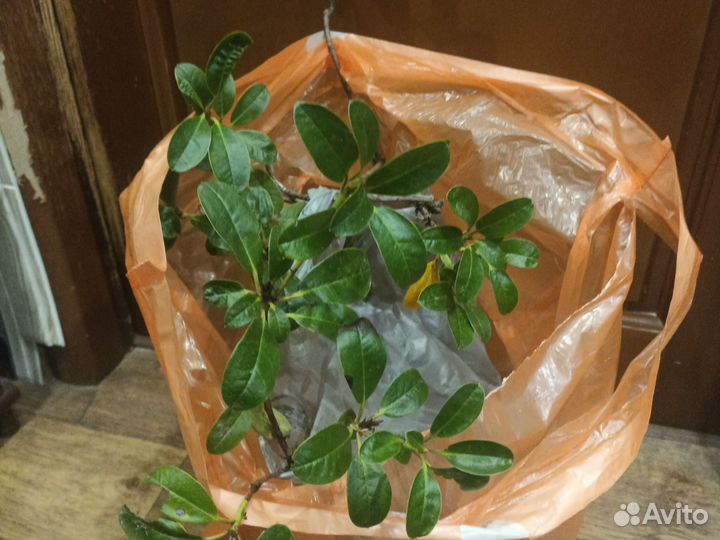 Саженцы рододендрона