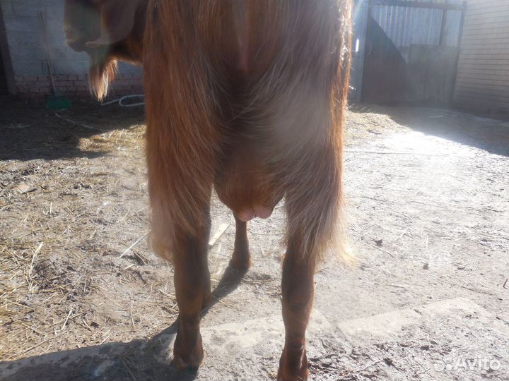 Козлик 50% шами,50% нуб