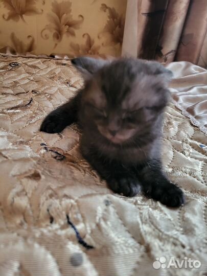 Кошки в добрые руки бесплатно