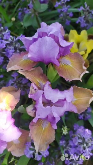 Ирисы карликовые