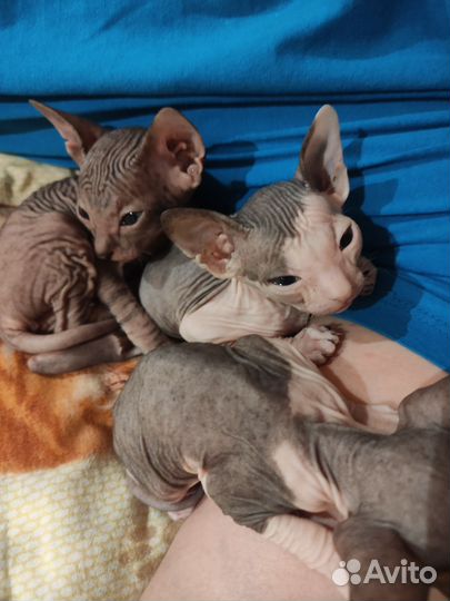Донской сфинкс котята