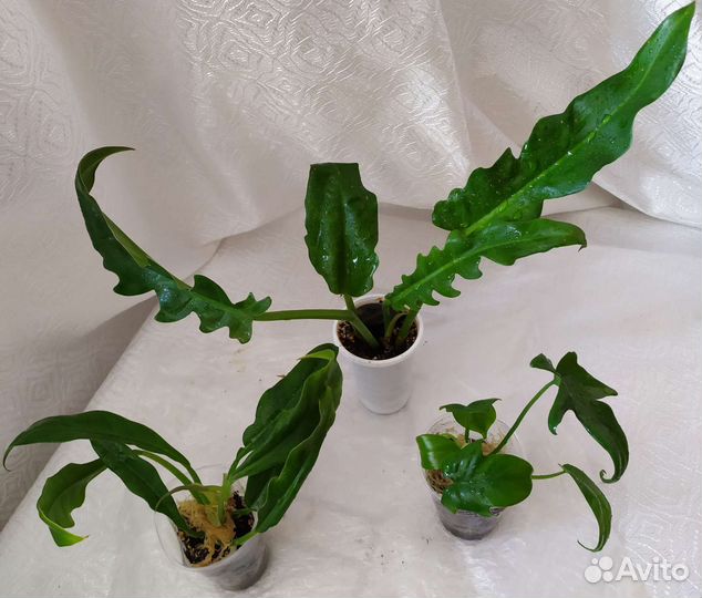 Сингониум Филодендрон