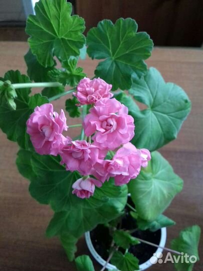 Эустома на срезку, черенки цветущие герани