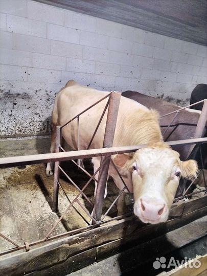 Быки на мясо