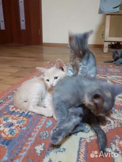 Кошки в добрые руки