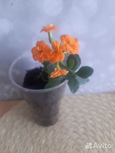 Каланхоэ цветущий