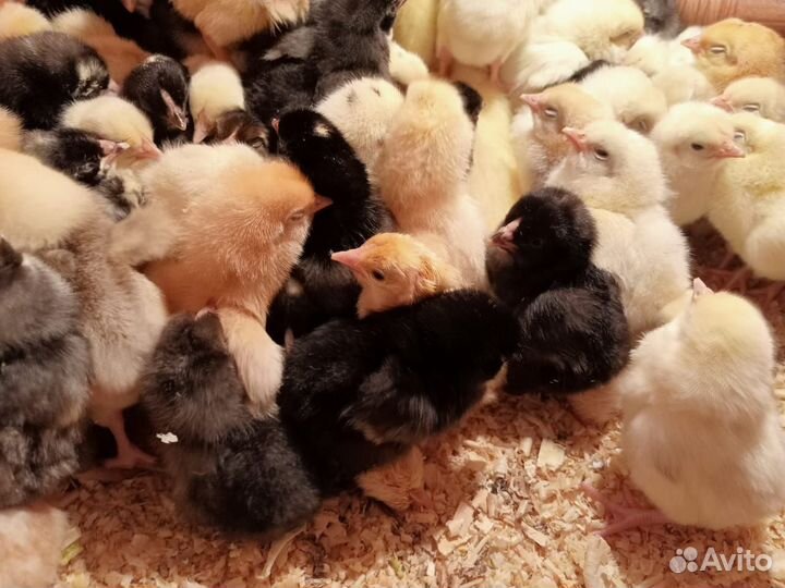 Цыплята