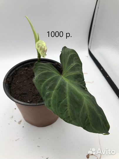 Филодендрон Варрикоза (Бородавчатый)