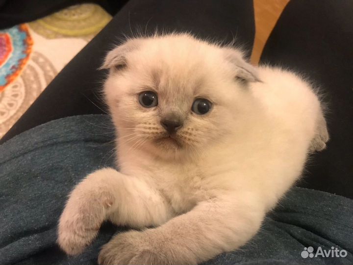 Кошечки и котики